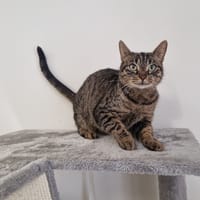 LILY, chatte à adopter
