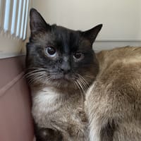 SHILLLOW, chat à adopter