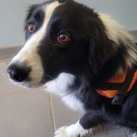 LOAK, chien à adopter