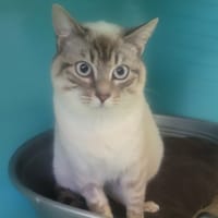 CRAPULE, chat à adopter