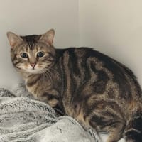 ALBA, chatte à adopter