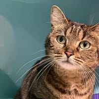 MINOUCHETTE, chatte à adopter