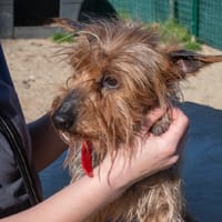 CIBOULETTE, chienne à adopter