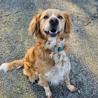 SIMBA, chien à adopter