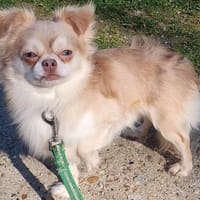 OAA19957 DIESEL, chien à adopter