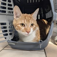 NOISETTE, chatte à adopter