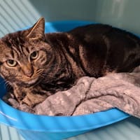 BLACKY, chat à adopter