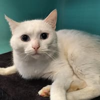 SNOW, chat à adopter