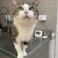 JACK, chat à adopter
