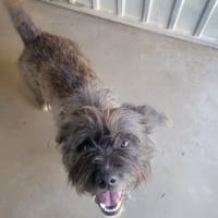 BILLY, chien à adopter