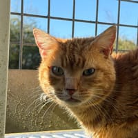 Woga, chat à adopter