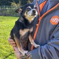 CHARLI, chien à adopter