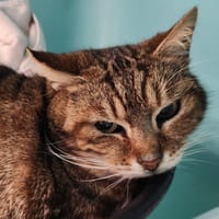 HOANI QCT, chat à adopter