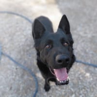 Arko, chien à adopter