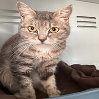 BLANDINE (réservée), chatte à adopter
