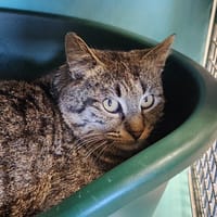 MOLKY QCT, chat à adopter