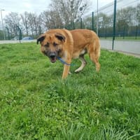 STAN, chien à adopter