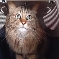 YUMI, chatte à adopter