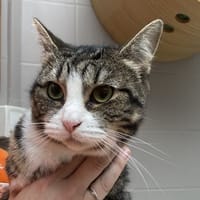 MOUSTIK CALINE, chatte à adopter