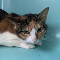 CHIPIE, chatte à adopter