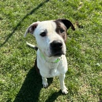 TWIX, chien à adopter