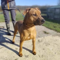 PLAKO VAA, chien à adopter