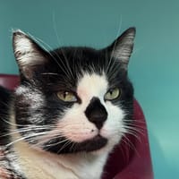 BERLIOZ, chat à adopter