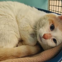 CHARLY QCT, chat à adopter