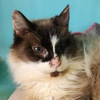 GUINGLANGE QCT, chat à adopter