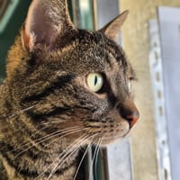 Mopti, chat à adopter