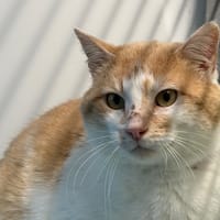 Nougat, chat à adopter