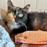 BELLA 1, chatte à adopter