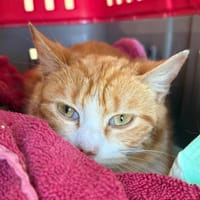 PICH, chatte à adopter