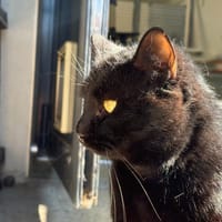 ZOOM, chat à adopter