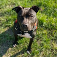 INA, chienne à adopter