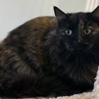 RËNE, chatte à adopter