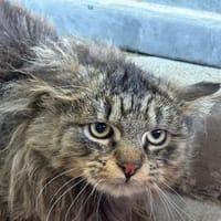 VALENTIN'S, chat à adopter