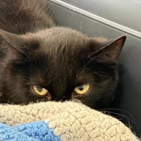 LOTUS, chatte à adopter