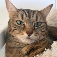 CYBELE, chatte à adopter