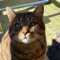 PATACHON, chat à adopter