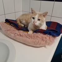 ron, chat à adopter