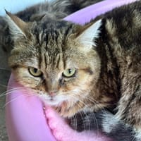 AGAVE, chatte à adopter