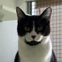 Tictac, chatte à adopter