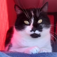 CHILI QCT, chatte à adopter