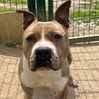 MILO, chien à adopter