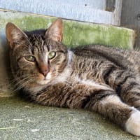 Cyrano, chat à adopter