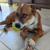 Aloka, le tendre, chien à adopter