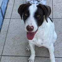 LOVELY attend sa famille pour la vie, chienne à adopter