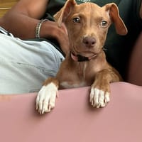 SAMOAN, la petite crevette créole, chienne à adopter
