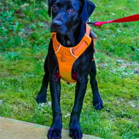 JOYEUSE, chienne à adopter